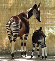 Okapi, klinkt als...KPI